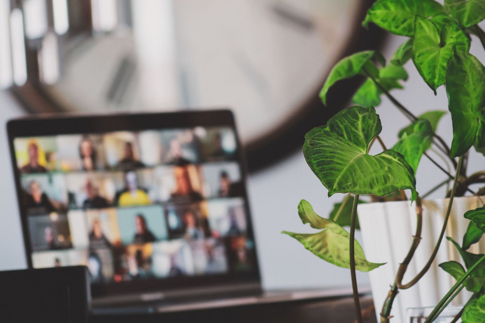 Laptop displaying a video call grid next to a plant